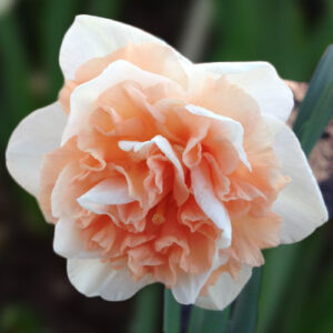 Нарцис Флауер Сюрпрайз