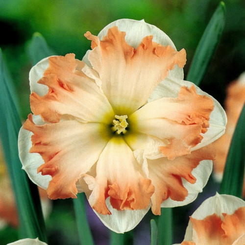 Нарцис Кум Лауд