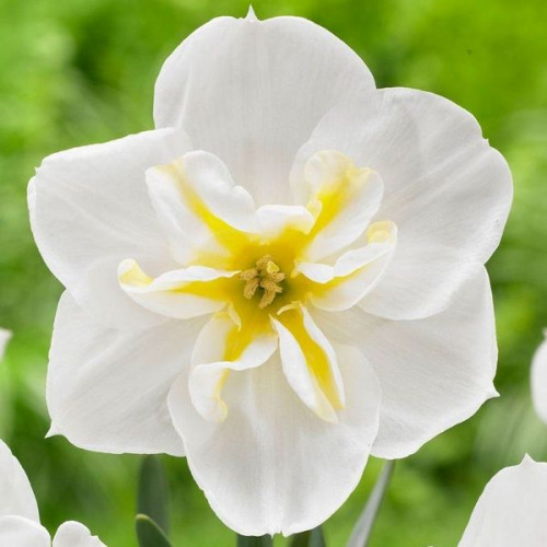 Нарцис Лемон Страйк