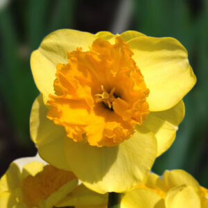 Нарцис Модерн Арт