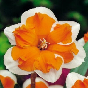 Нарцис Оранжері