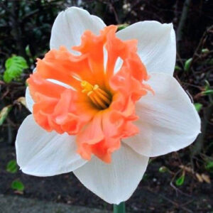 Нарцис Прекоушес