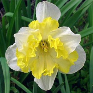 Нарцис Прінтал