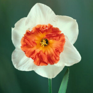 Нарцис Пінк Прайд