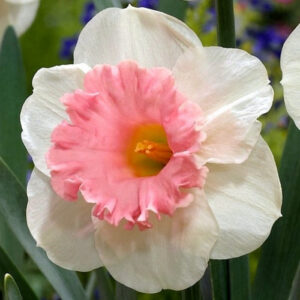 Нарцис Рози Санрайз