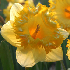 Нарцис Сноутип