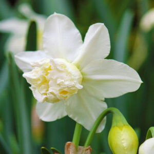 Нарцис Вайт Марвел