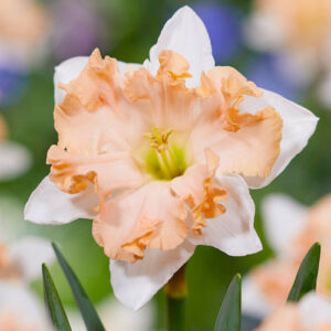 Нарцис Вальц