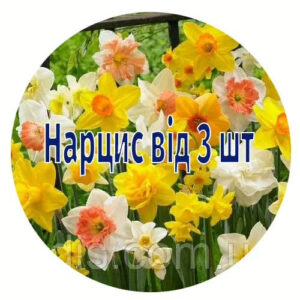 Нарциси упаковка від 3 шт