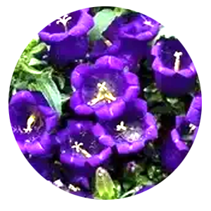 Насіння дзвоника