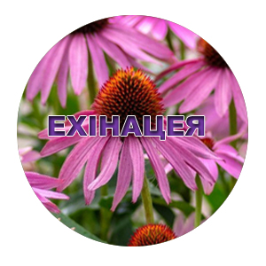 Насіння ехінацеї
