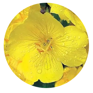 Насіння енотери