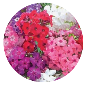 Насіння флокса