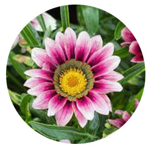 Насіння газанії