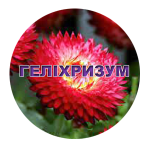 Насіння геліхрізуму (сухоцвіт)