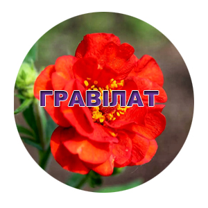 Насіння гравілату