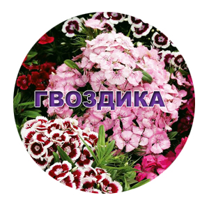 Насіння гвоздики