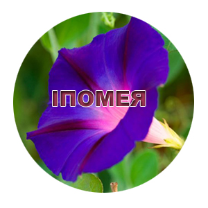 Насіння іпомеї