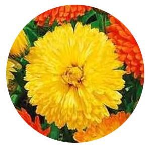 Насіння календули