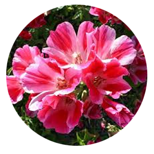 Насіння кларкії