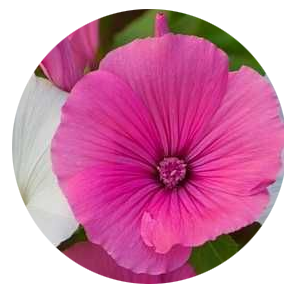 Насіння лаватери