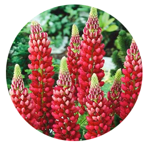 Насіння люпина