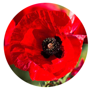 Насіння маку