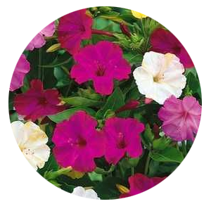 Насіння мірабілісу