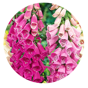 Насіння наперстянки