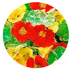 Насіння настурції