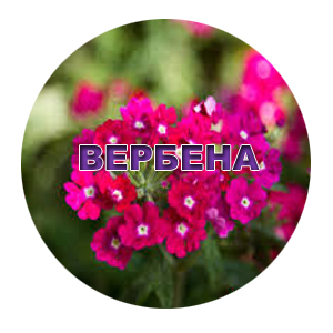 Насіння вербени