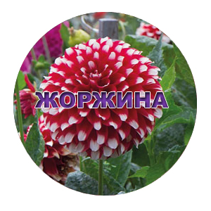 Насіння жоржини