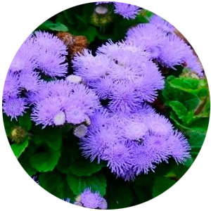 Насіння агератума