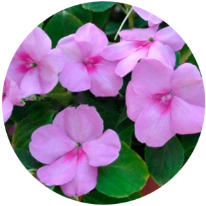 Насіння бальзаміну