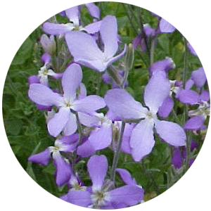 Насіння матіоли (левкоя)