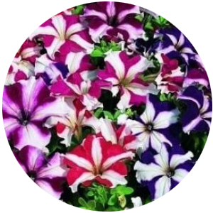 Насіння петунії