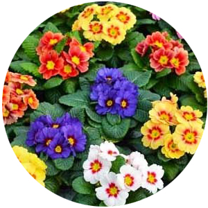 Насіння примули