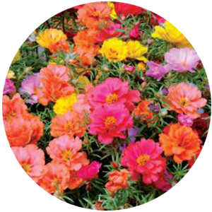 Насіння портулака