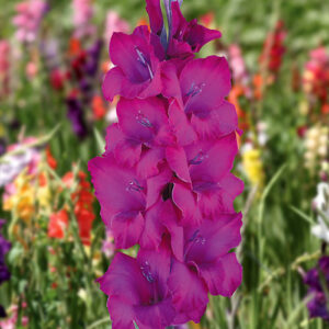 Гладіолус Natan