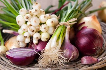 Однорічні сорти цибулі