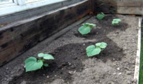 Правильний полив огірків у відкритому грунті