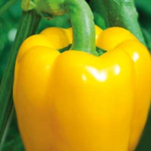 Перець Каліпсо пакет 80 насінин