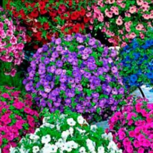 Петунія Балконна суміш забарвлень F1