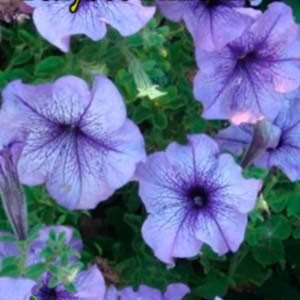 Петунія Блакитне Вино