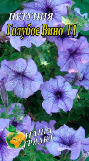 Петунія Блакитне Вино