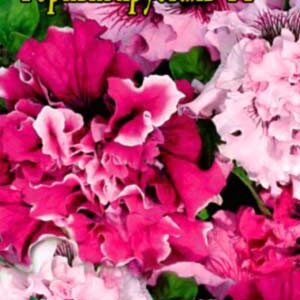 Петунія Гірський кришталь