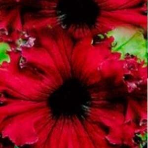 Петунія Готтфрід Міхаеліс