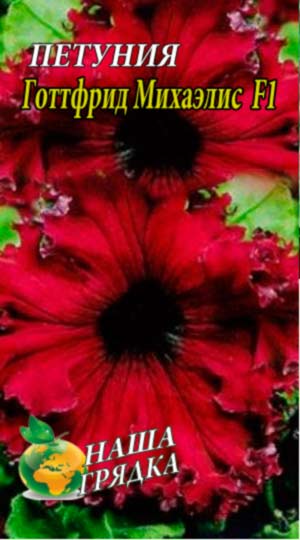 Петунія Готтфрід Міхаеліс