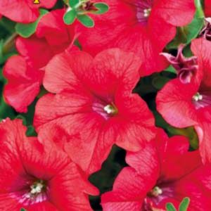 Петунія Кораловий сад F1