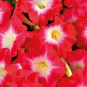 Петунія Королівська F1